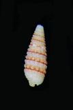 中文名(學名):雅緻雙珠螺(  i Mastonia gracilis /i  )
