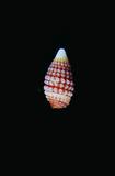 中文名(學名):卵形紫雙珠螺( <i>Mastonia triticea</i> )