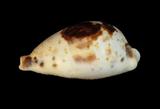 中文名(學名):黑齒寶螺(  i Cypraea pulchella /i  )