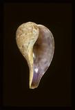 中文名(學名):花球枇杷螺(  i Ficus variegata /i  )中文俗名:枇杷螺、琵琶螺、胡瓜螺、酸螺英文俗名:Fig Shell
