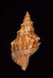 中文名(學名):白法螺(  i Charonia lampas sauliae /i  )中文俗名:法螺、大肉螺、嵌線螺英文俗名:Saul s Triton