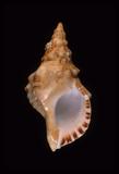 中文名(學名):白法螺(  i Charonia lampas sauliae /i  )中文俗名:法螺、大肉螺、嵌線螺英文俗名:Saul s Triton