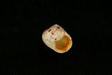 中文種名:金口鐘螺學名:Chrysostoma paradoxum俗名:金口鐘螺俗名（英文）:金口鐘螺
