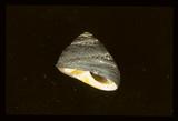 中文名(學名):黑鐘螺(  i Chlorostoma argyrostoma /i  )中文俗名:青茵螺、凹螺、三角螺仔英文俗名:Silver-mouthed monodont