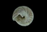 中文種名:細紋鐘螺學名:Trochus hanleyanus俗名:細紋鐘螺俗名（英文）:細紋鐘螺