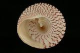 中文種名:花斑鐘螺學名:Trochus maculatus俗名:花斑鐘螺俗名（英文）:花斑鐘螺