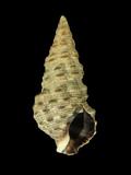 中文名(學名):黑瘤海蜷(  i Batillaria sordida /i  )