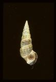 中文名(學名):燒酒海蜷(  i Batillaria zonalis /i  )中文俗名:燒酒螺、鐵針螺、灘棲螺英文俗名:Zoned Cerith、Creeper、Horn snail