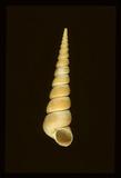 中文名(學名):錐螺(  i Turritella terebra /i  )中文俗名:豬公螺、九層螺、螺絲螺、鑽仔螺英文俗名:Screw Turritella