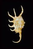 中文名(學名):金黃蜘蛛螺( Lambis crocata )