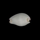 中文名(學名):玉兔螺( Calpurnus verrucosus )