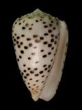 中文名(學名):芝麻芋螺(  i Conus pulicarius /i  )