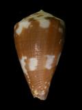 中文名(學名):鼠芋螺( Conus rattus )