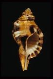 中文名(學名):黑斑象鼻法螺(  i Cymatium grandimaculatum /i  )