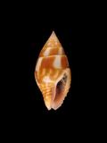 中文種名:瑪瑙麥螺學名:Pyrene splendidula俗名:瑪瑙麥螺俗名（英文）:瑪瑙麥螺
