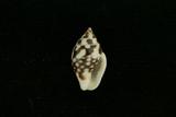 中文名(學名):麥螺(  i Pyrene testudinaria testudinaria /i  )