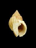 中文名(學名):球織紋螺(  i Niotha conoidalis /i  )英文俗名:Cone-shaped Nassa