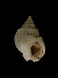 中文名(學名):球織紋螺(  i Niotha conoidalis /i  )英文俗名:Cone-shaped Nassa