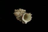 中文種名:棘冠螺學名:Angaria delphinus俗名:棘冠螺俗名（英文）:棘冠螺