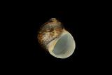 中文種名:石蜑螺學名:Clithon retropictus俗名:石蜑螺俗名（英文）:石蜑螺