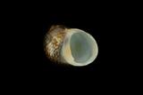中文種名:石蜑螺學名:Clithon retropictus俗名:石蜑螺俗名（英文）:石蜑螺