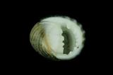 中文種名:黑肋蜑螺學名:Nerita costata俗名:黑肋蜑螺俗名（英文）:黑肋蜑螺