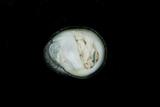 中文種名:滑圓蜑螺學名:Nerita ocellata俗名:滑圓蜑螺俗名（英文）:滑圓蜑螺