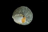 中文種名:珠螺學名:Lunella coronata俗名:珠螺俗名（英文）:珠螺