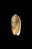 中文種名:金唇榧螺學名:Oliva reticulata俗名:金唇榧螺俗名（英文）:金唇榧螺