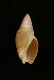 中文種名:乳頭彈頭螺學名:Amalda mammilla俗名:乳頭彈頭螺俗名（英文）:乳頭彈頭螺