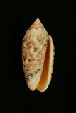 學名:Oliva annulata f. intricata