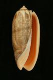 中文種名:橙口榧螺學名:Oliva miniacea miniacea俗名:橙口榧螺俗名（英文）:橙口榧螺