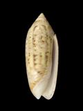 中文種名:多彩榧螺學名:Oliva multiplicata俗名:多彩榧螺俗名（英文）:多彩榧螺