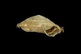 中文種名:台灣盾蝸牛學名:Aegista mackensii俗名:台灣盾蝸牛俗名（英文）:台灣盾蝸牛