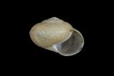 中文種名:扁蝸牛學名:Bradybaena similaris俗名:扁蝸牛俗名（英文）:扁蝸牛