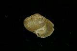中文種名:扁蝸牛學名:Bradybaena similaris俗名:扁蝸牛俗名（英文）:扁蝸牛