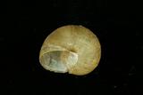 中文種名:台灣球蝸牛學名:Acusta plicosa俗名:台灣球蝸牛俗名（英文）:台灣球蝸牛