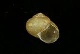 中文種名:台灣球蝸牛學名:Acusta plicosa俗名:台灣球蝸牛俗名（英文）:台灣球蝸牛