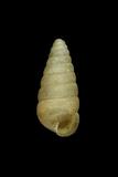 中文種名:圓頂釘蝸牛學名:Pseudobuliminus meiacoshimensis incertus俗名:圓頂釘蝸牛俗名（英文）:圓頂釘蝸牛