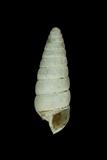 中文種名:圓頂釘蝸牛學名:Pseudobuliminus meiacoshimensis incertus俗名:圓頂釘蝸牛俗名（英文）:圓頂釘蝸牛