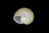 中文種名:球蝸牛學名:Acusta tourannensis俗名:球蝸牛俗名（英文）:球蝸牛