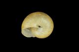 中文種名:球蝸牛學名:Acusta tourannensis俗名:球蝸牛俗名（英文）:球蝸牛