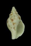中文種名:軟帽峨螺學名:Siphonalia cassidariaeformis俗名:軟帽峨螺俗名（英文）:軟帽峨螺