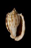 中文種名:布紋鬘螺學名:Phalium decussatum俗名:布紋鬘螺俗名（英文）:布紋鬘螺