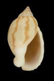 中文種名:小鬘螺學名:Casmaria erinaceus俗名:小鬘螺俗名（英文）:小鬘螺