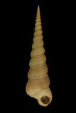 中文種名:錐螺學名:Turritella terebra terebra俗名:錐螺俗名（英文）:錐螺