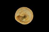 中文種名:齒輪鐘螺學名:Trochus sacellum俗名:齒輪鐘螺俗名（英文）:齒輪鐘螺