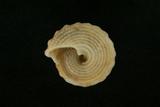 中文種名:齒輪鐘螺學名:Trochus sacellum俗名:齒輪鐘螺俗名（英文）:齒輪鐘螺
