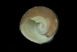 中文種名:黑鐘螺學名:Chlorostoma argyrostoma argyrostoma俗名:黑鐘螺俗名（英文）:黑鐘螺