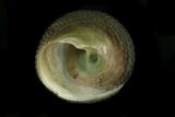 中文種名:黑鐘螺學名:Chlorostoma argyrostoma argyrostoma俗名:黑鐘螺俗名（英文）:黑鐘螺